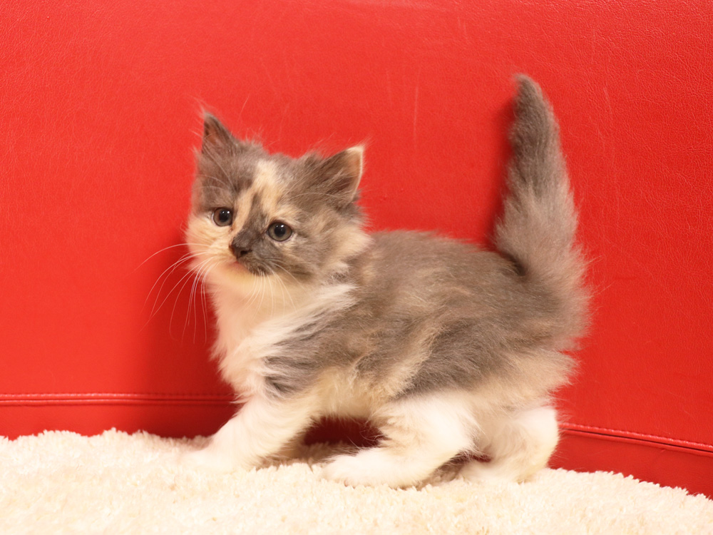 スコティッシュフォールドの子猫画像