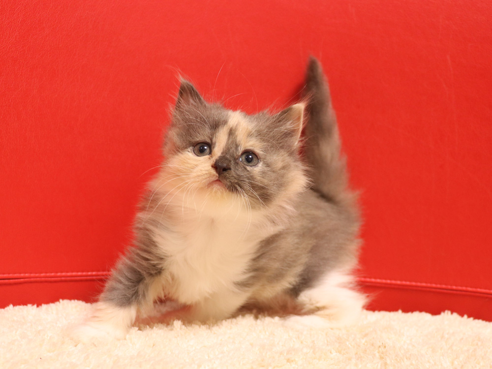 スコティッシュフォールドの子猫画像