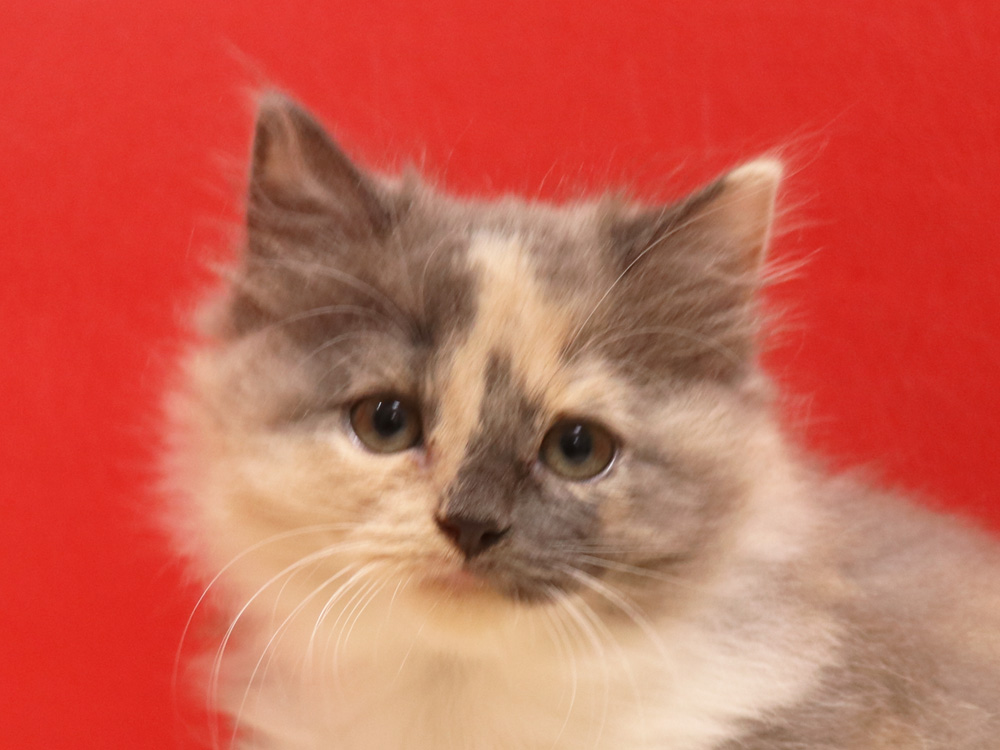 スコティッシュフォールドの子猫画像