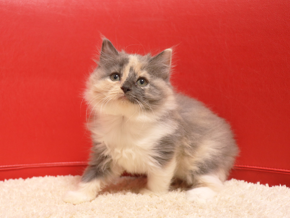 スコティッシュフォールドの子猫画像