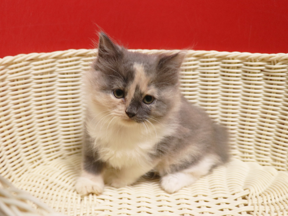 スコティッシュフォールドの子猫画像