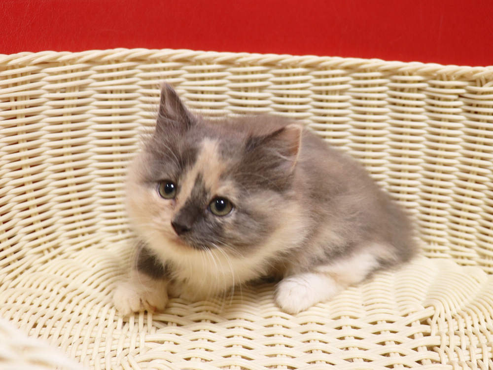 スコティッシュフォールドの子猫画像