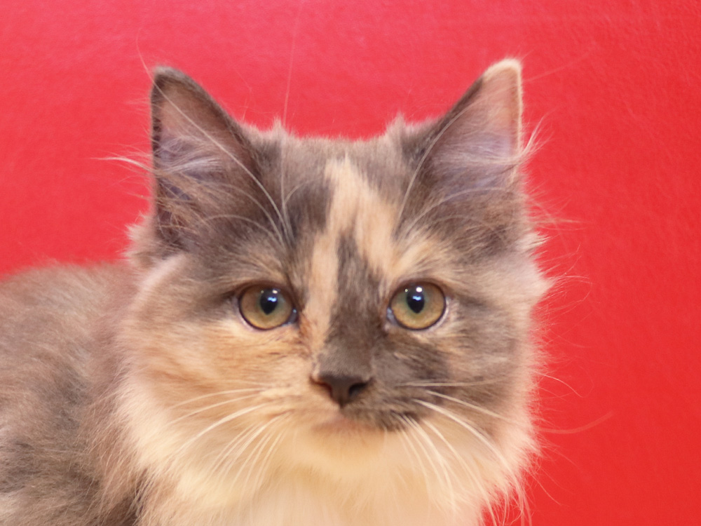 スコティッシュフォールドの子猫画像