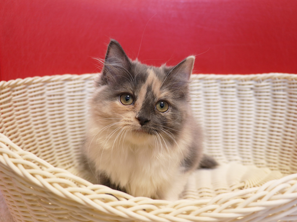 スコティッシュフォールドの子猫画像
