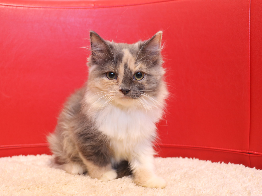 スコティッシュフォールドの子猫画像