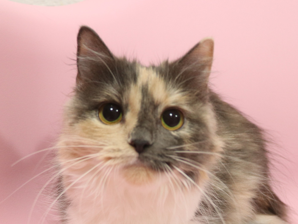 スコティッシュフォールドの子猫画像