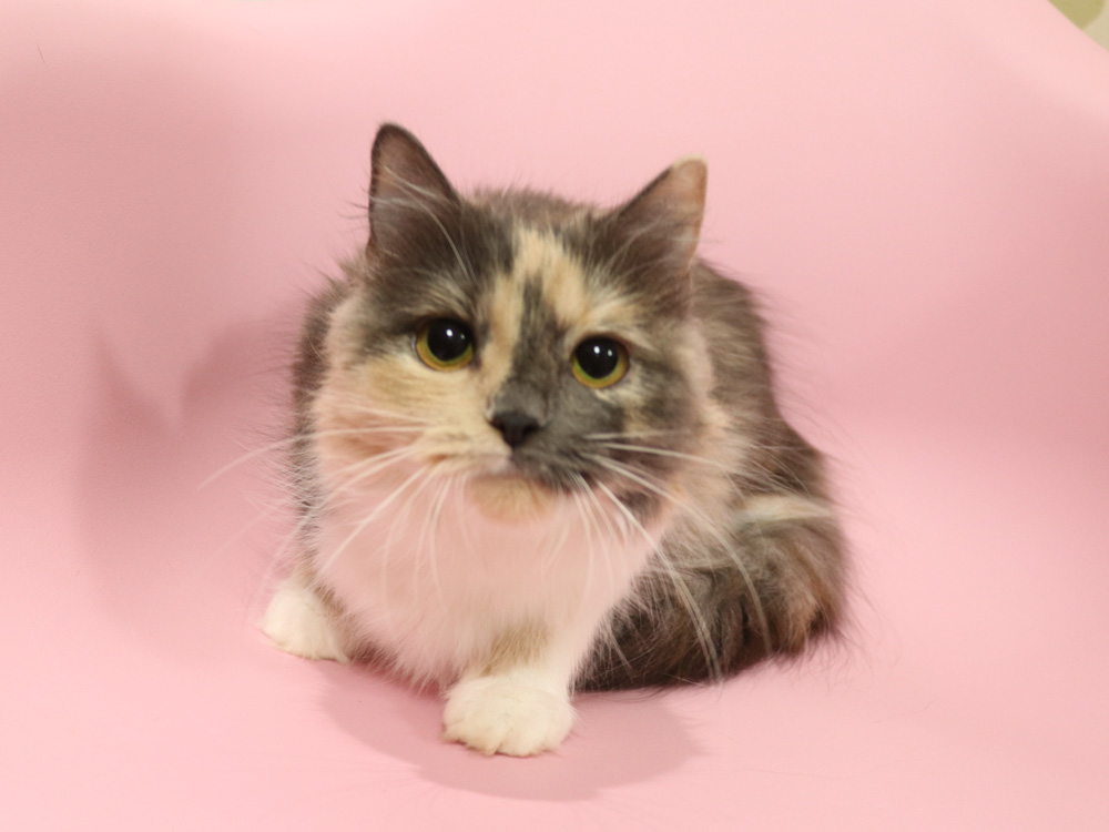 スコティッシュフォールドの子猫画像