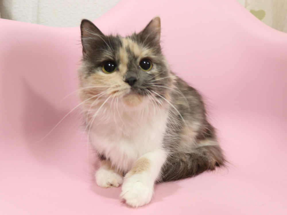 スコティッシュフォールドの子猫画像