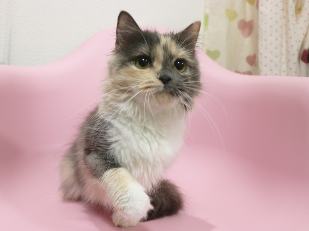 スコティッシュフォールドの子猫画像