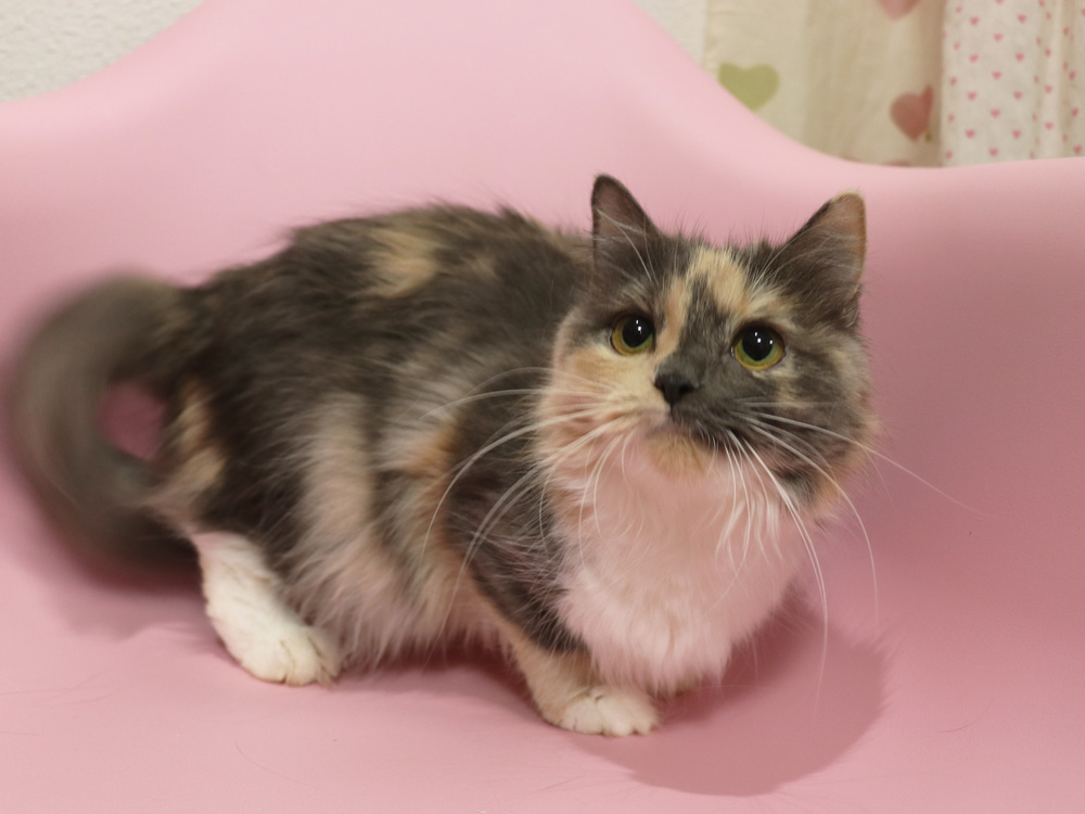 スコティッシュフォールドの子猫画像