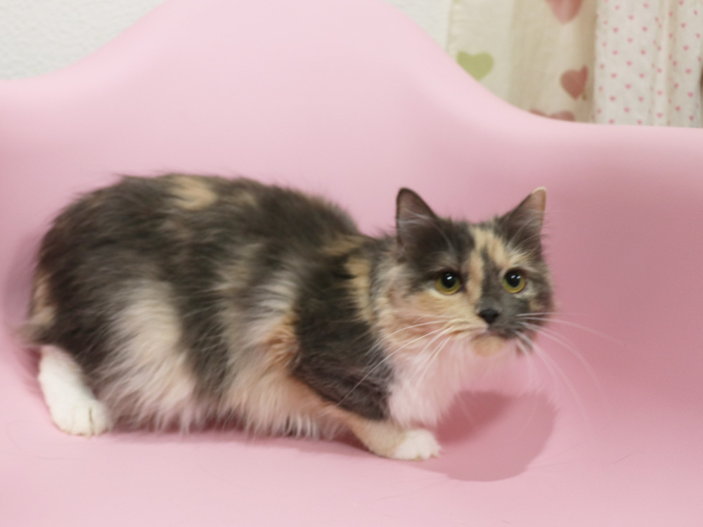スコティッシュフォールドの子猫画像