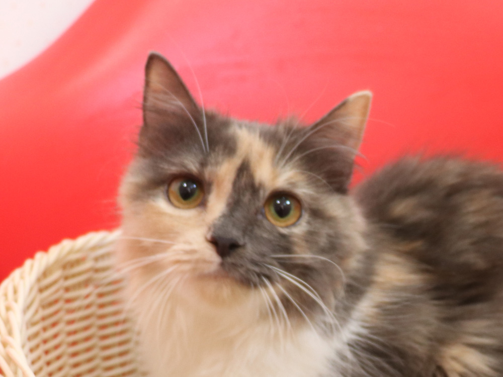 スコティッシュフォールドの子猫画像