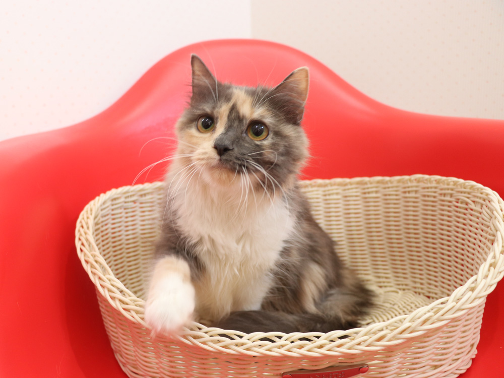 スコティッシュフォールドの子猫画像