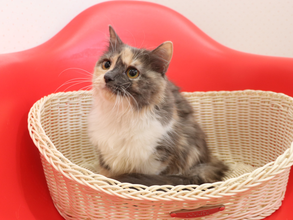 スコティッシュフォールドの子猫画像