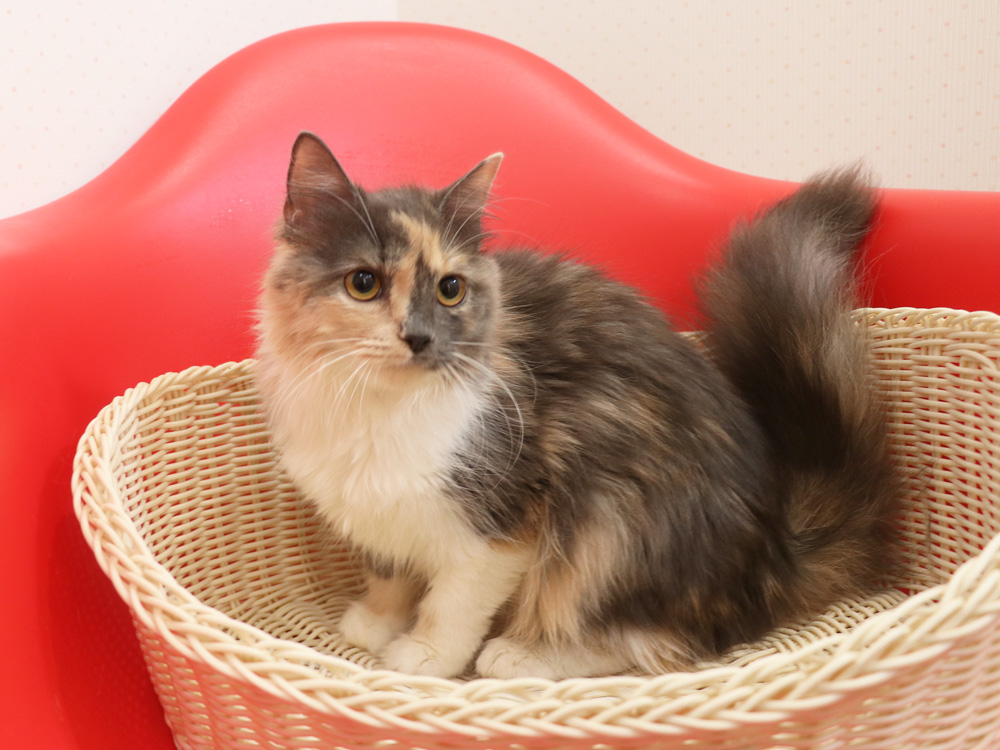 スコティッシュフォールドの子猫画像