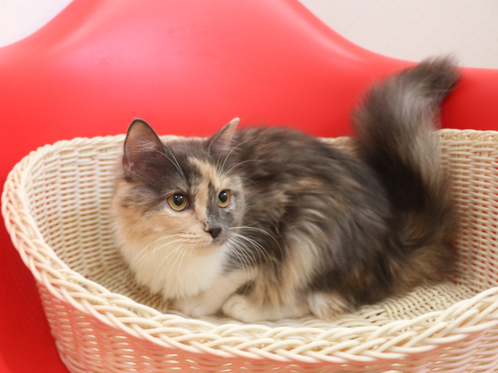 スコティッシュフォールドの子猫画像