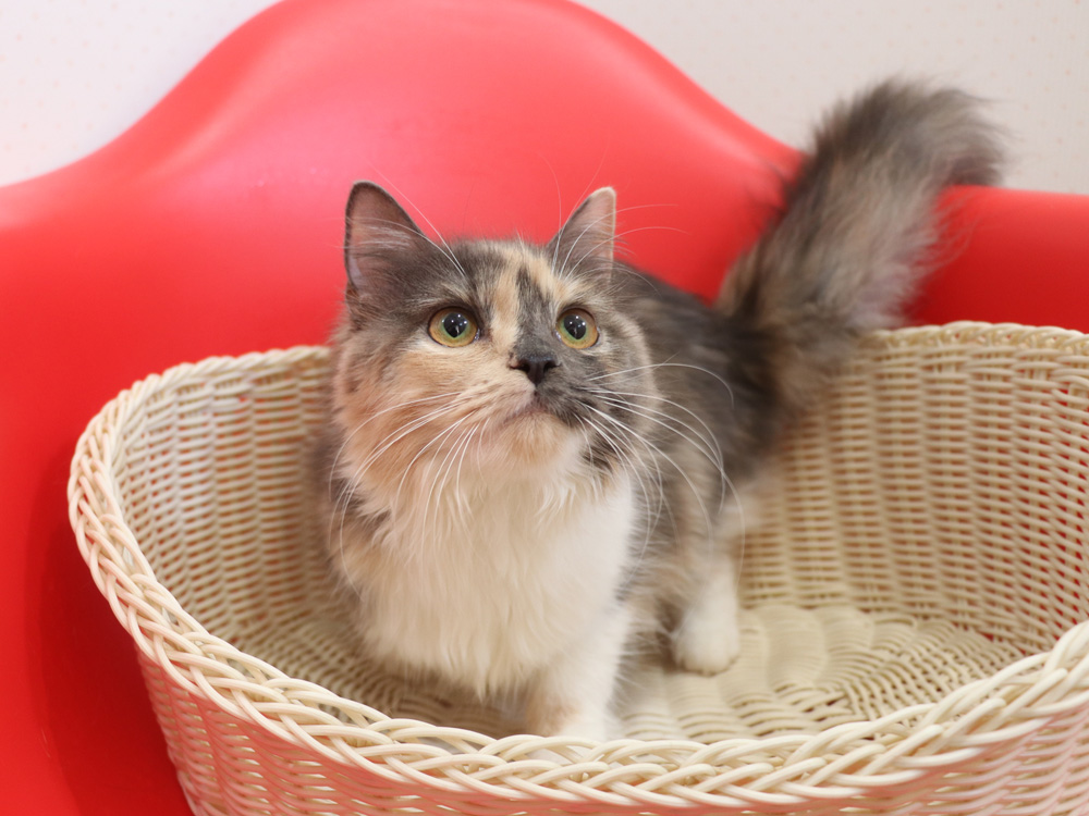 スコティッシュフォールドの子猫画像