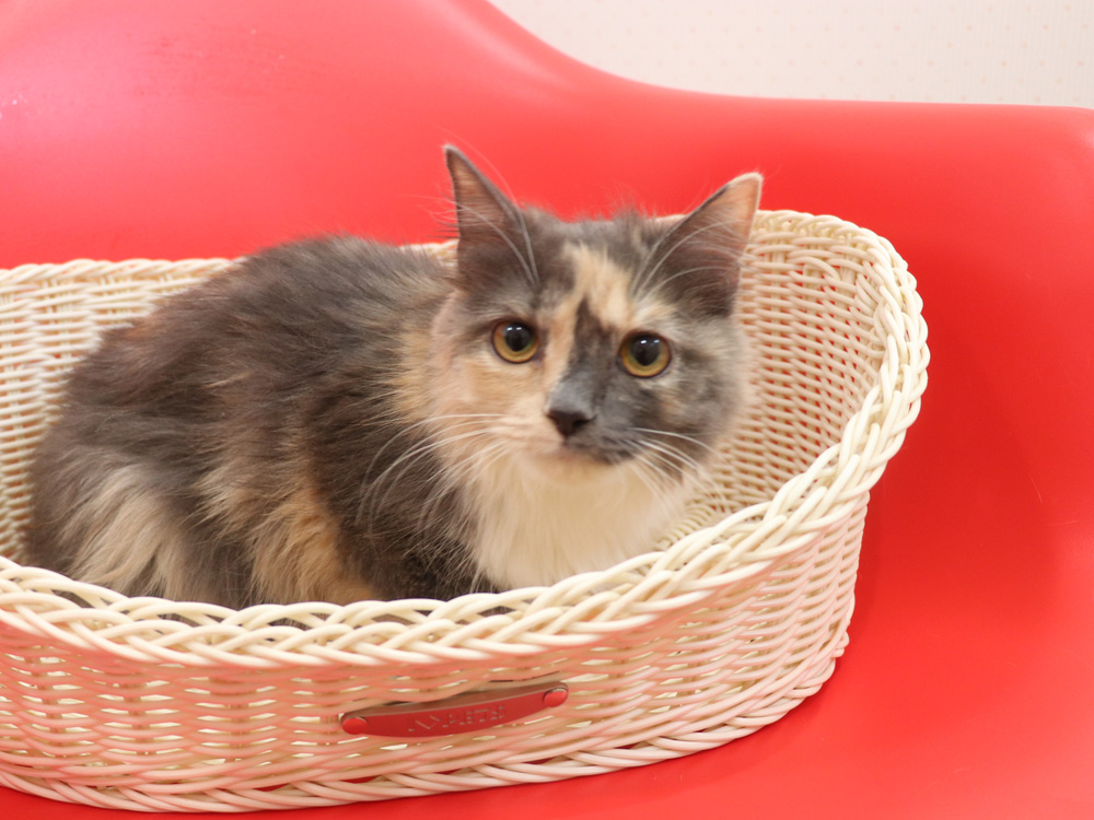 スコティッシュフォールドの子猫画像