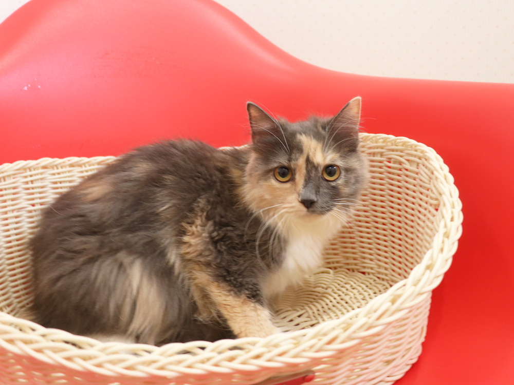 スコティッシュフォールドの子猫画像