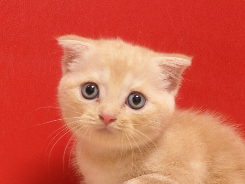 スコティッシュフォールドの子猫画像