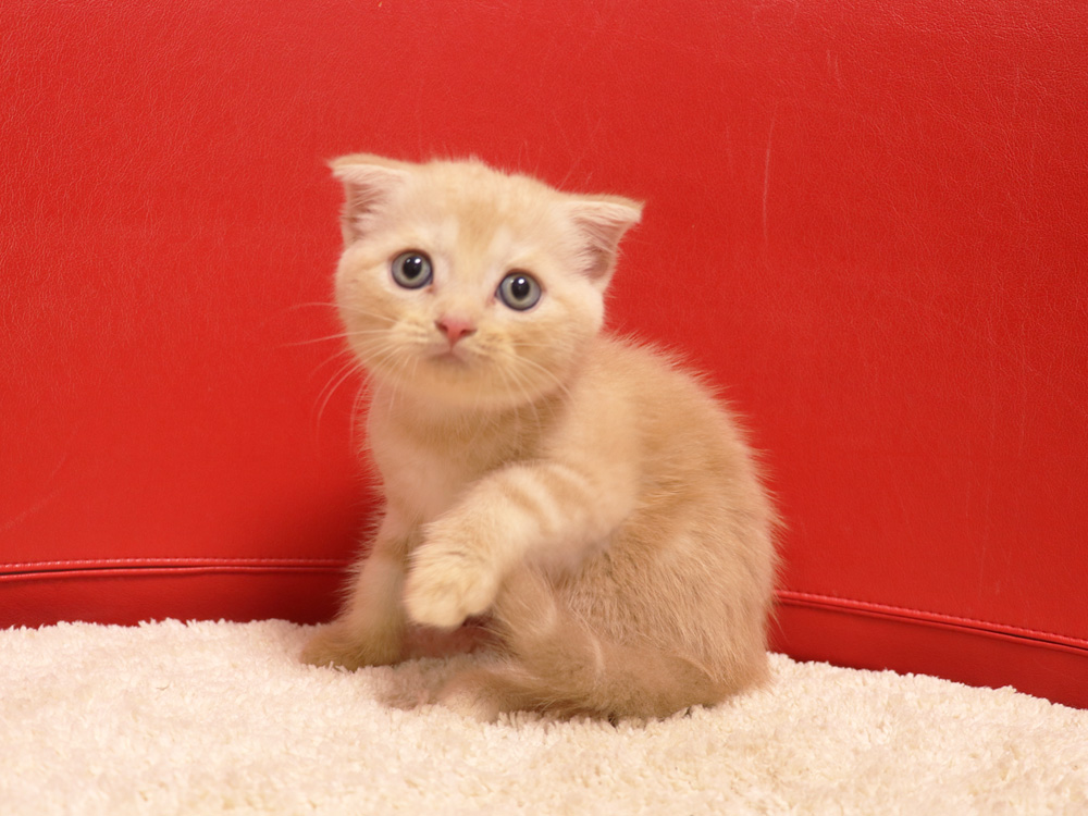スコティッシュフォールドの子猫画像