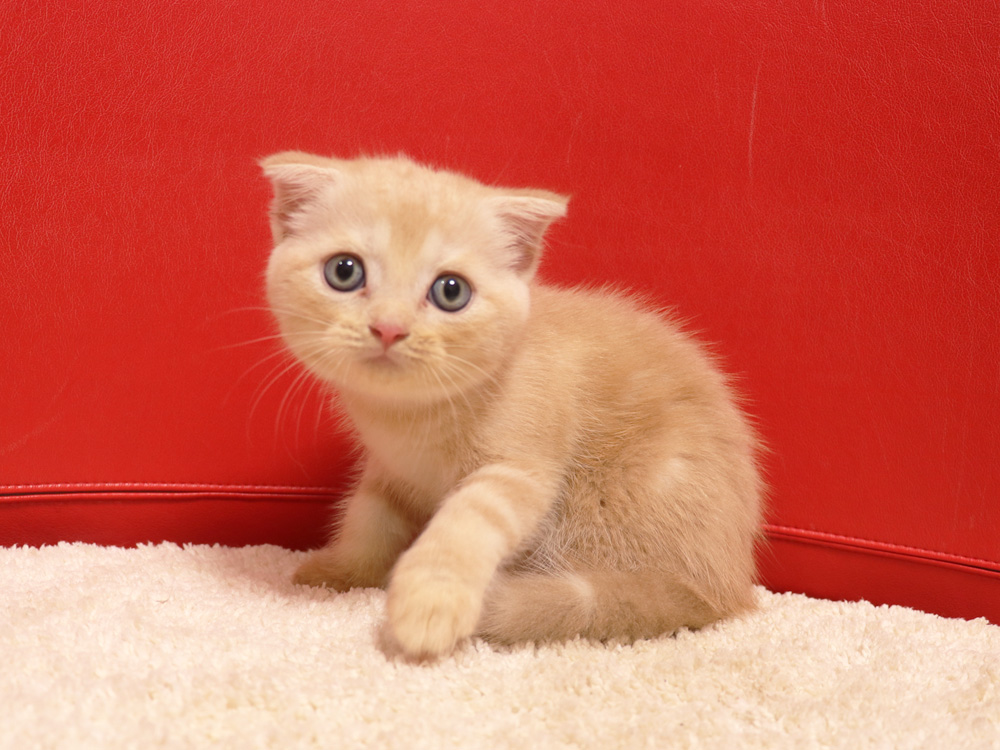 スコティッシュフォールドの子猫画像