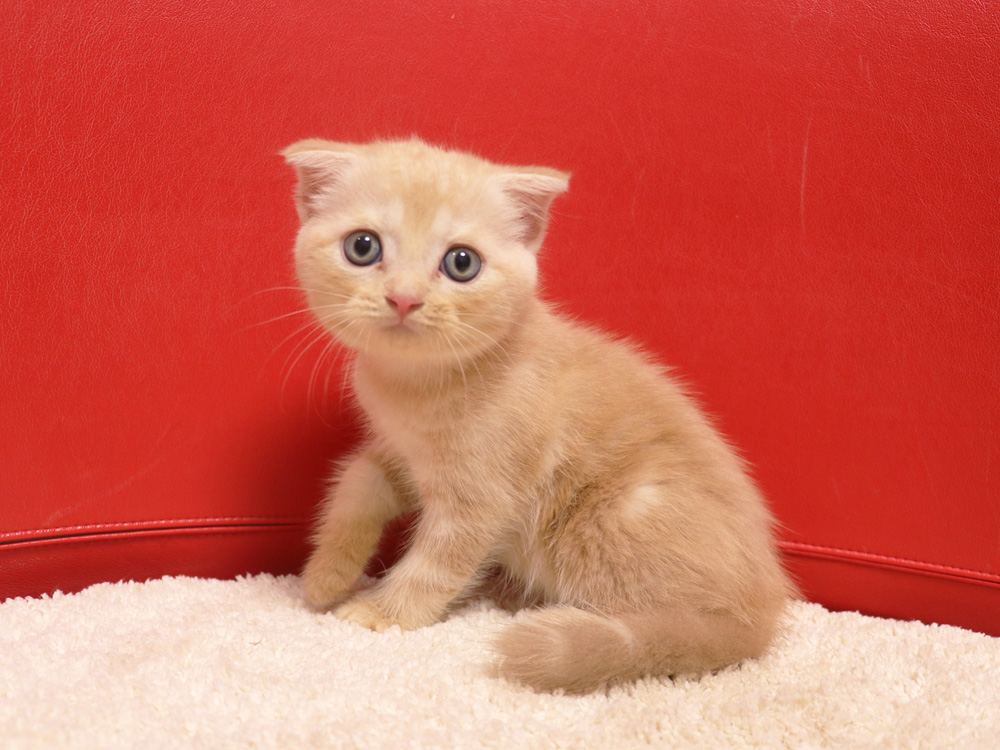 スコティッシュフォールドの子猫画像
