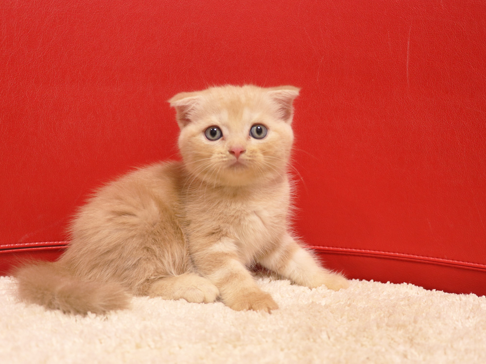 スコティッシュフォールドの子猫画像