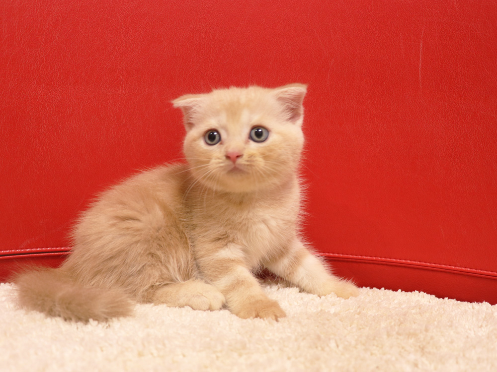 スコティッシュフォールドの子猫画像