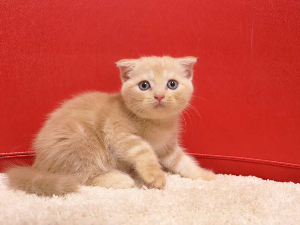 スコティッシュフォールドの子猫画像