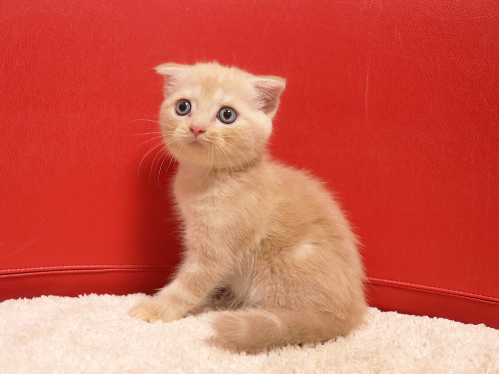 スコティッシュフォールドの子猫画像
