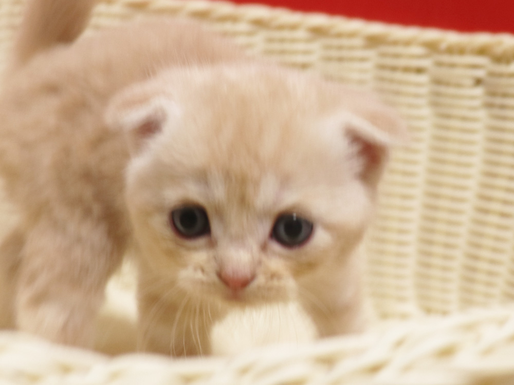 スコティッシュフォールドの子猫画像