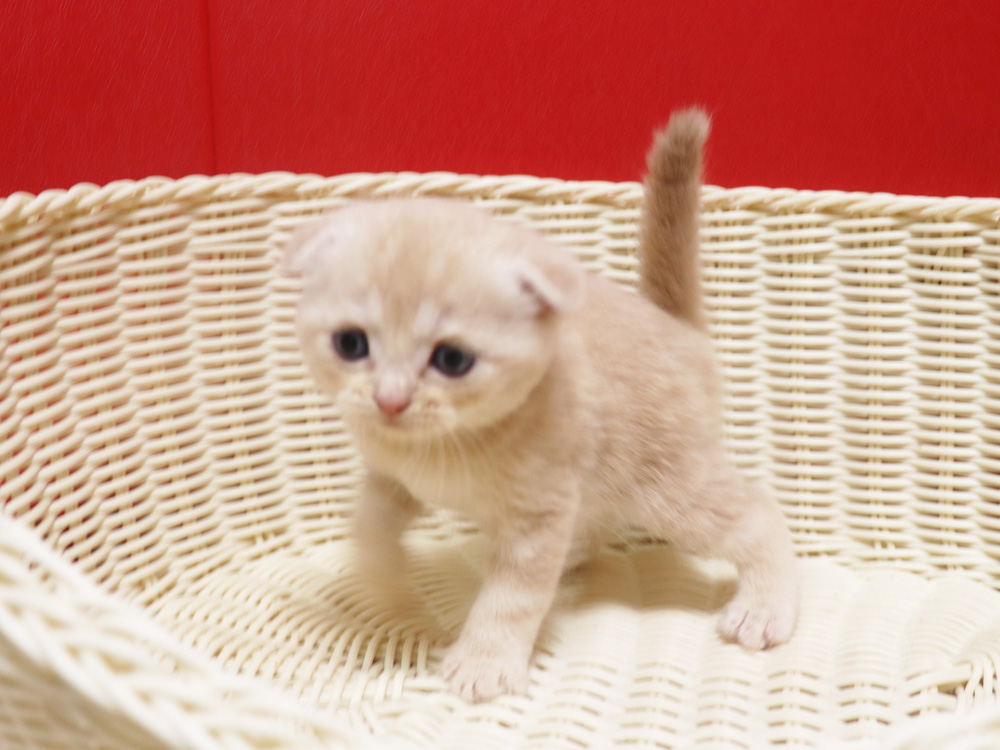 スコティッシュフォールドの子猫画像