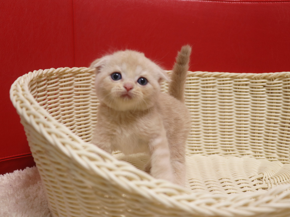 スコティッシュフォールドの子猫画像