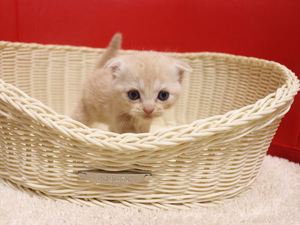 スコティッシュフォールドの子猫画像