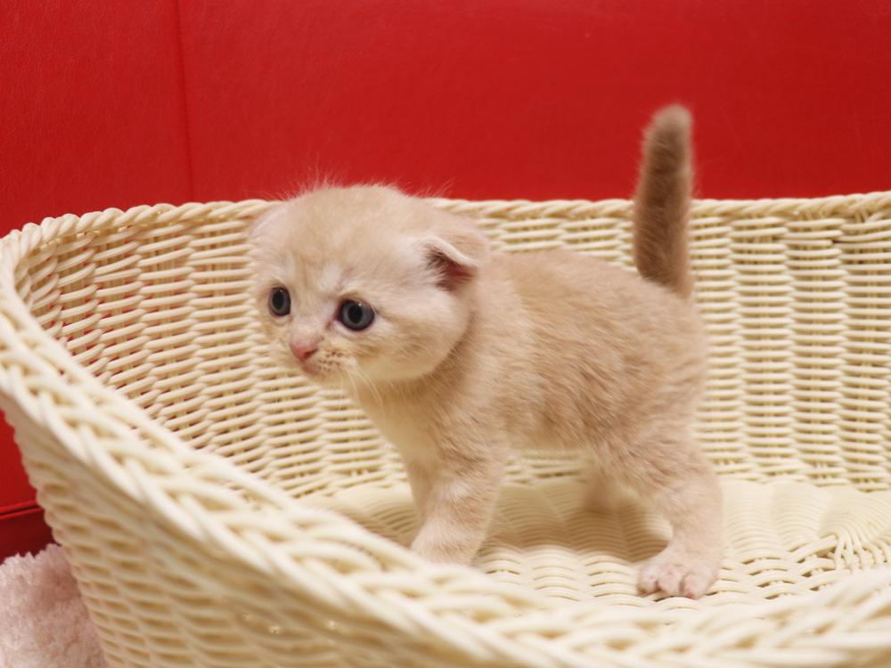 スコティッシュフォールドの子猫画像