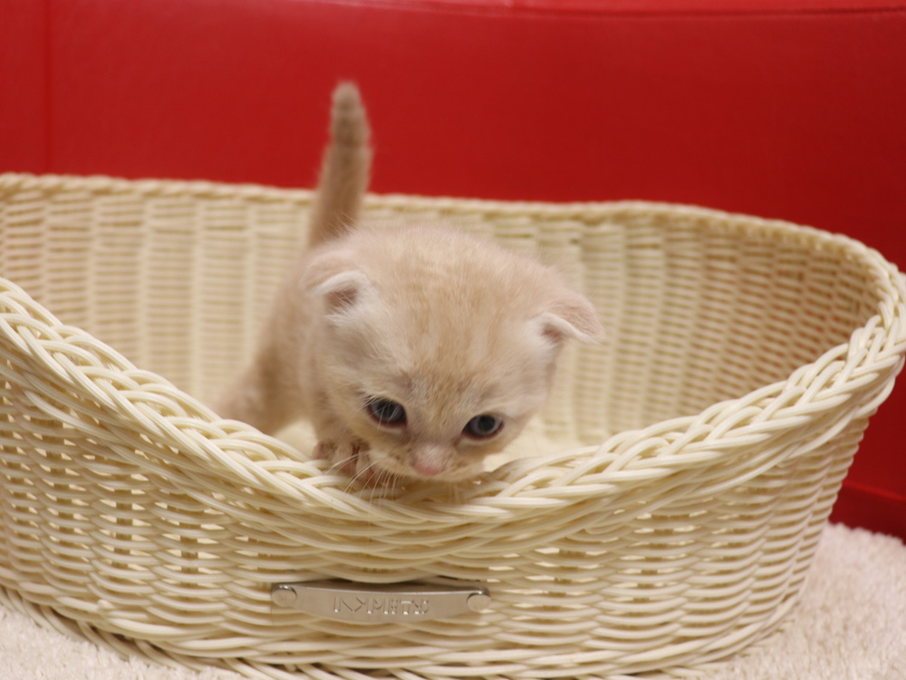 スコティッシュフォールドの子猫画像