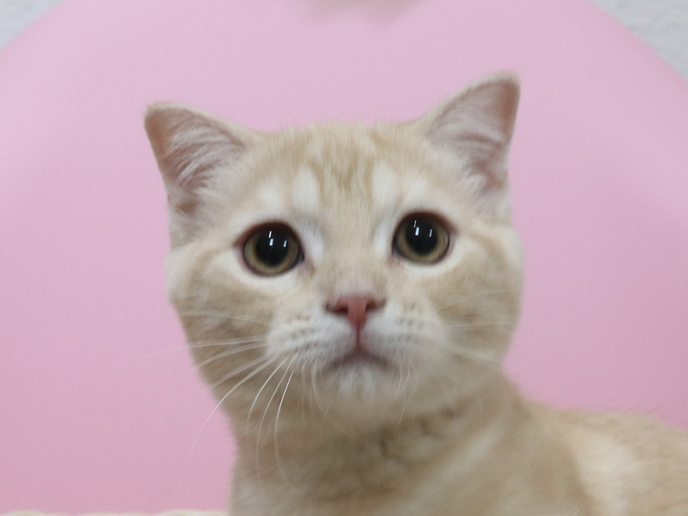 スコティッシュフォールドの子猫画像