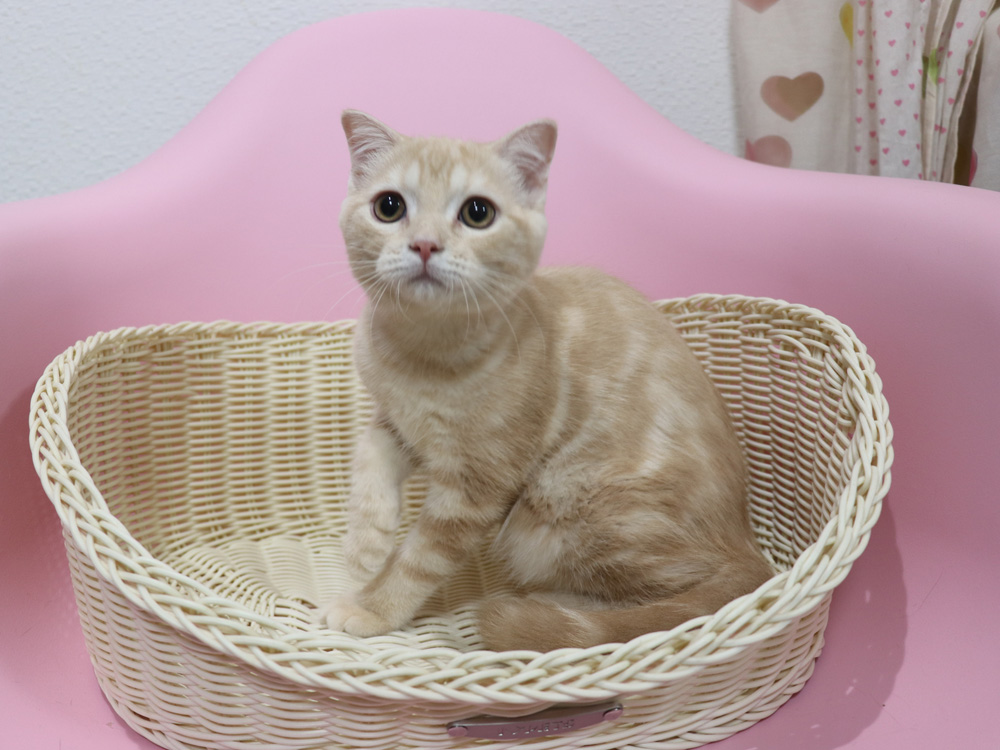 スコティッシュフォールドの子猫画像
