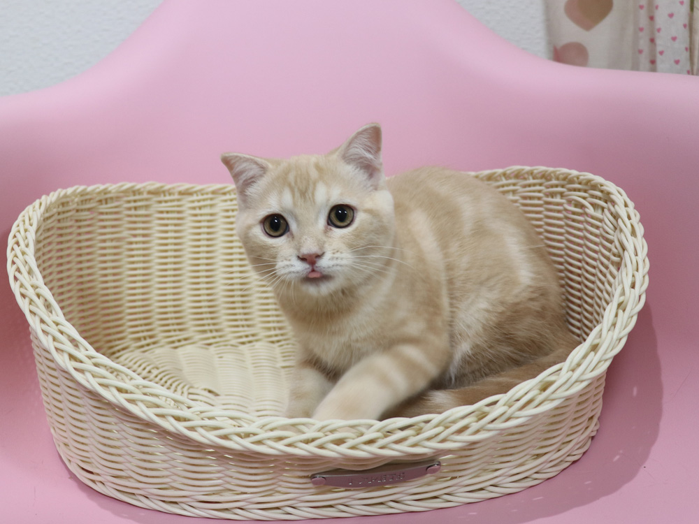 スコティッシュフォールドの子猫画像