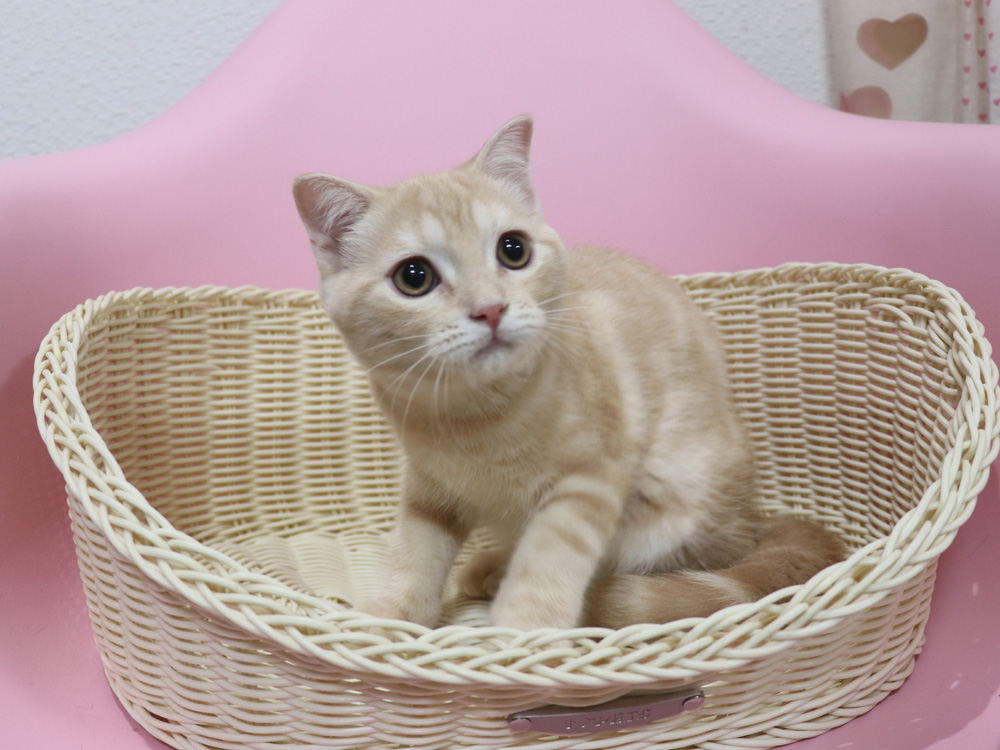 スコティッシュフォールドの子猫画像