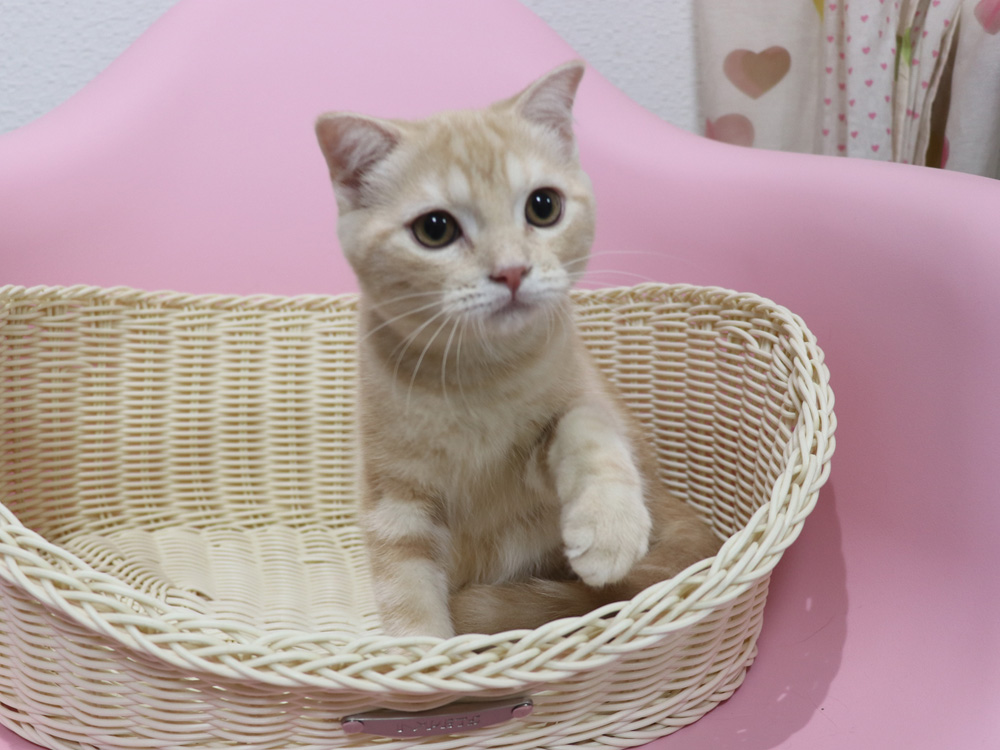 スコティッシュフォールドの子猫画像