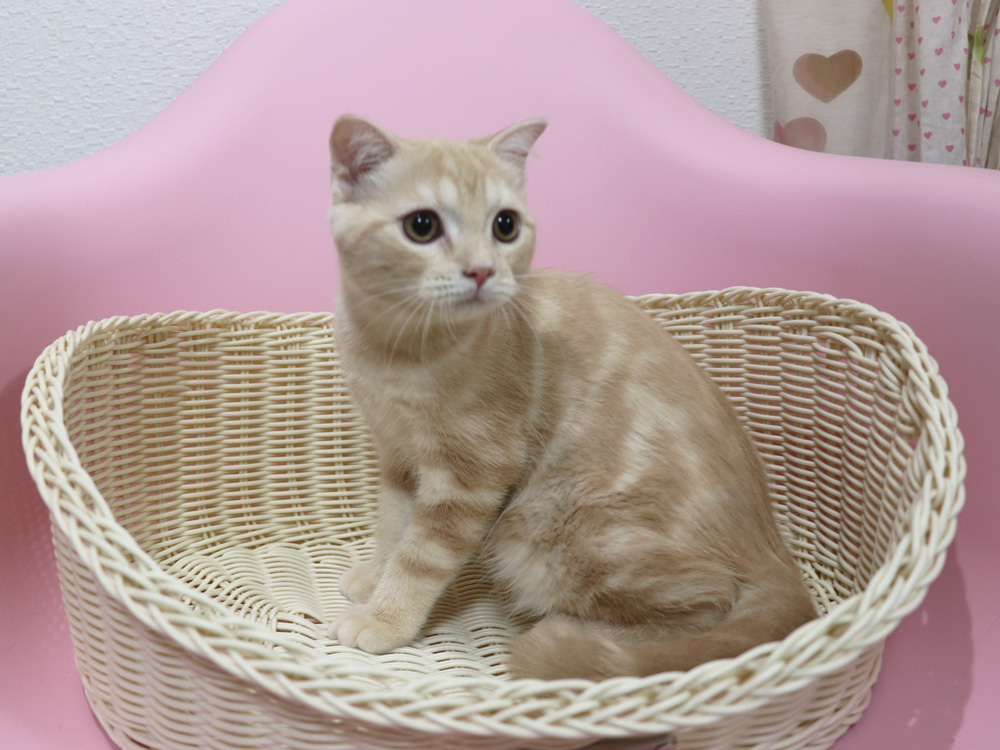 スコティッシュフォールドの子猫画像