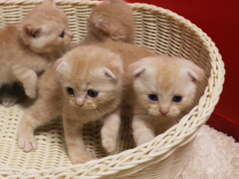 スコティッシュフォールドの子猫画像