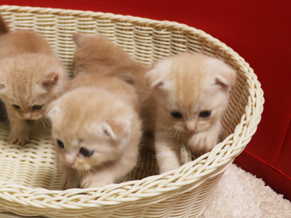 スコティッシュフォールドの子猫画像