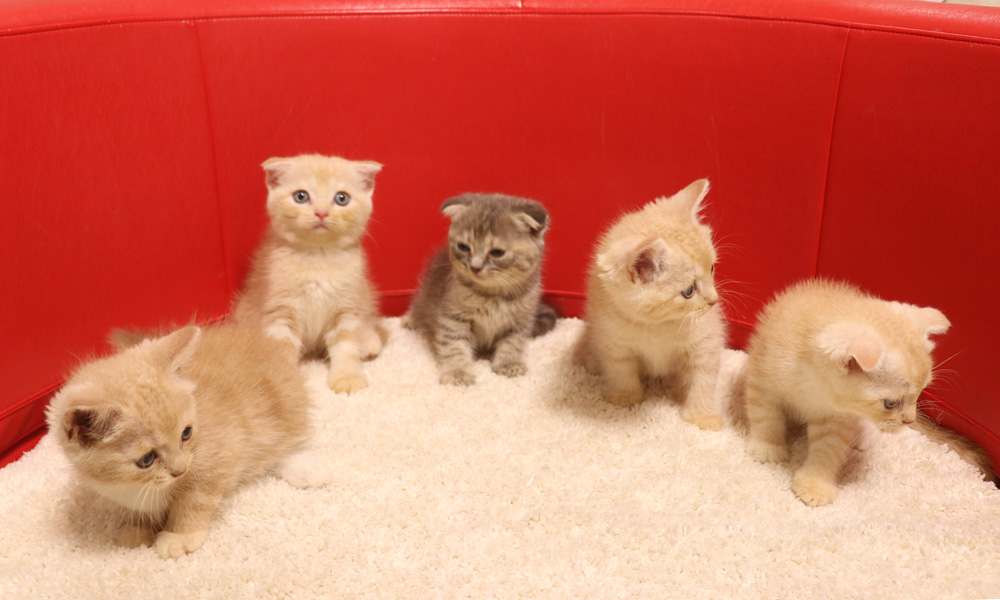 スコティッシュフォールドの子猫画像