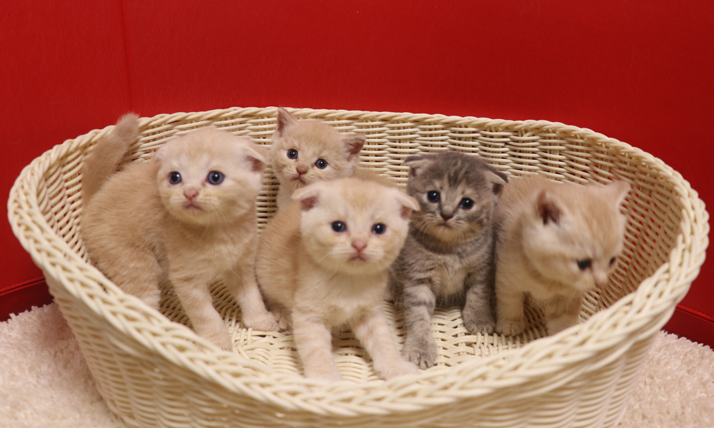 スコティッシュフォールドの子猫画像