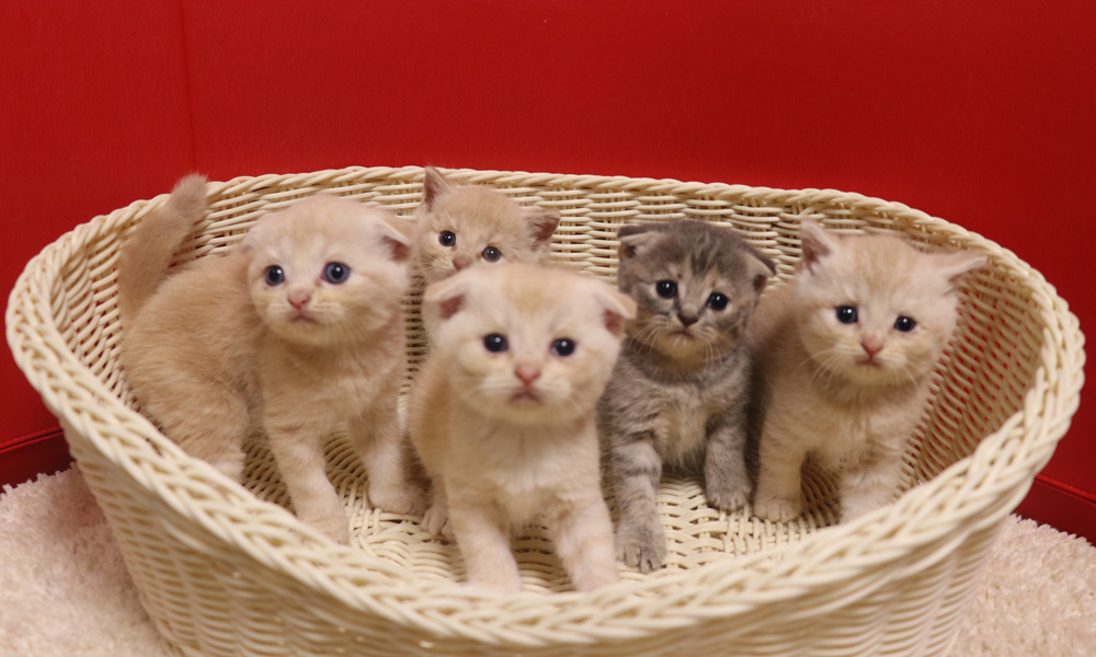 スコティッシュフォールドの子猫画像