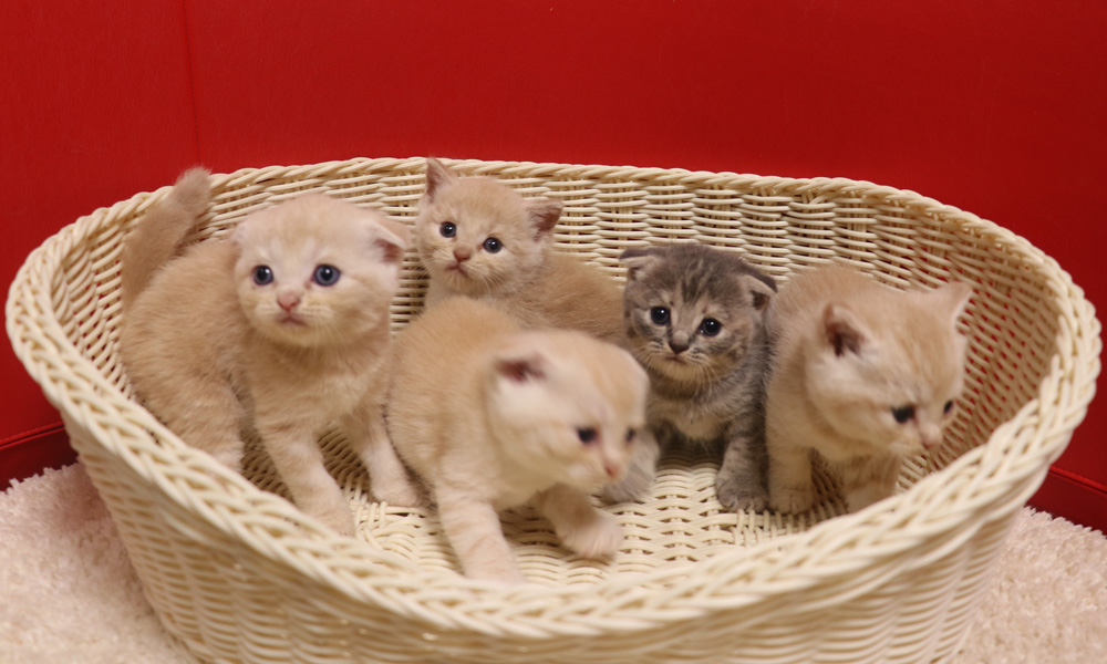 スコティッシュフォールドの子猫画像