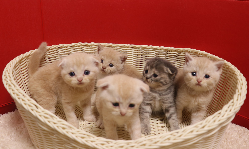 スコティッシュフォールドの子猫画像
